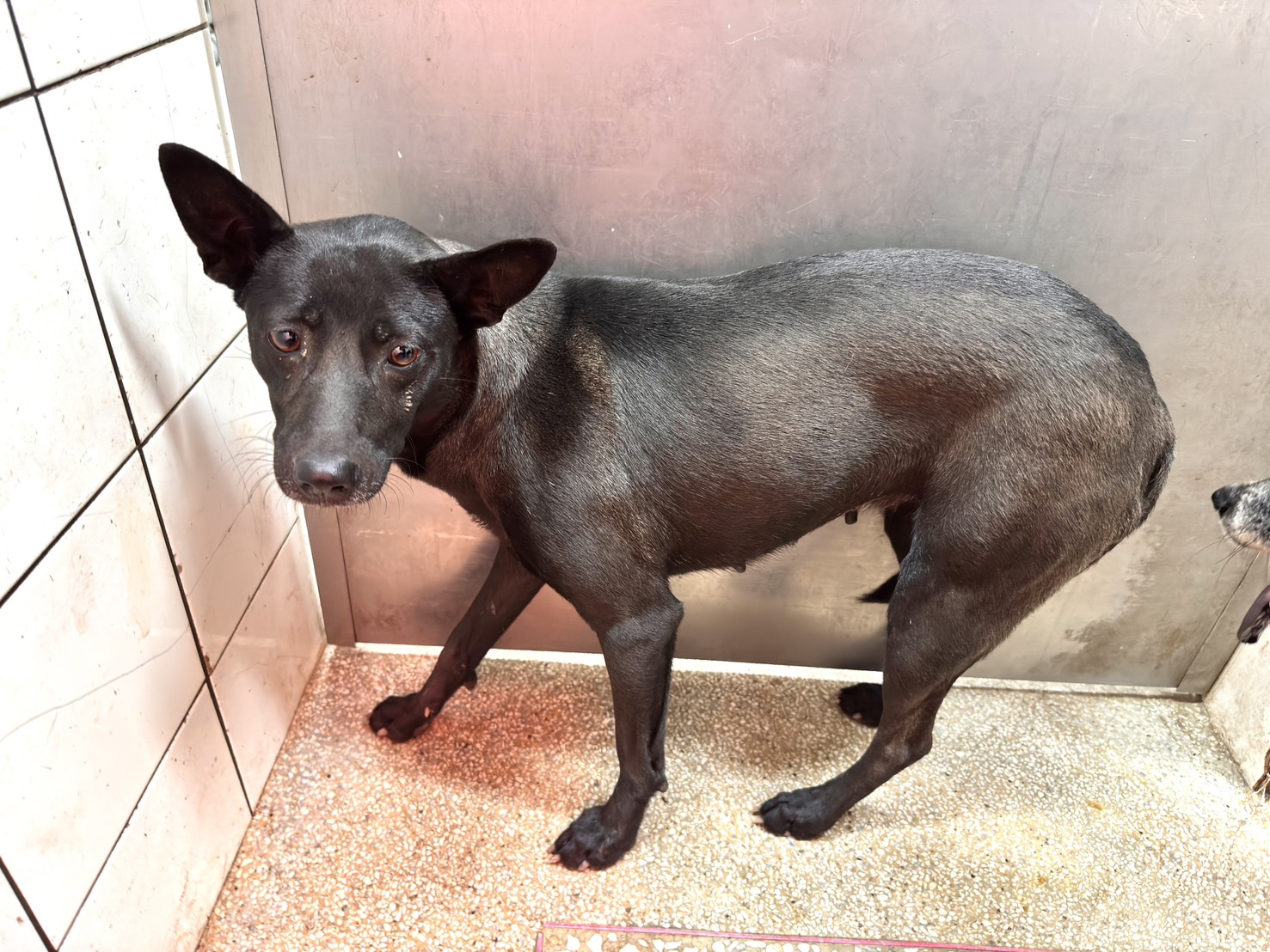 黑色成年母混种犬,中型, 收容编号 …0A25. 完整的宠物。