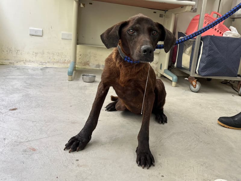 ミックス犬(メス・成犬・こげ茶)、中型, 施設番号 …3101. 全身です。