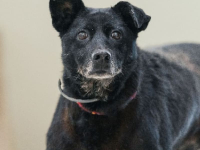 Chienne croisée femelle adulte (noir), Moyen, refuge n° …8003. Plus près du visage.