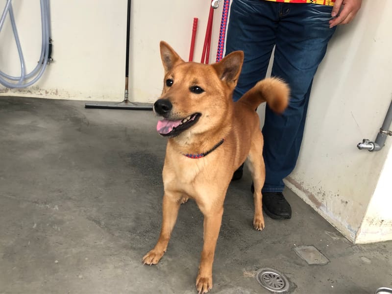 ミックス犬（オス・成犬・茶）、中型, 施設番号 …1307. 全身です。