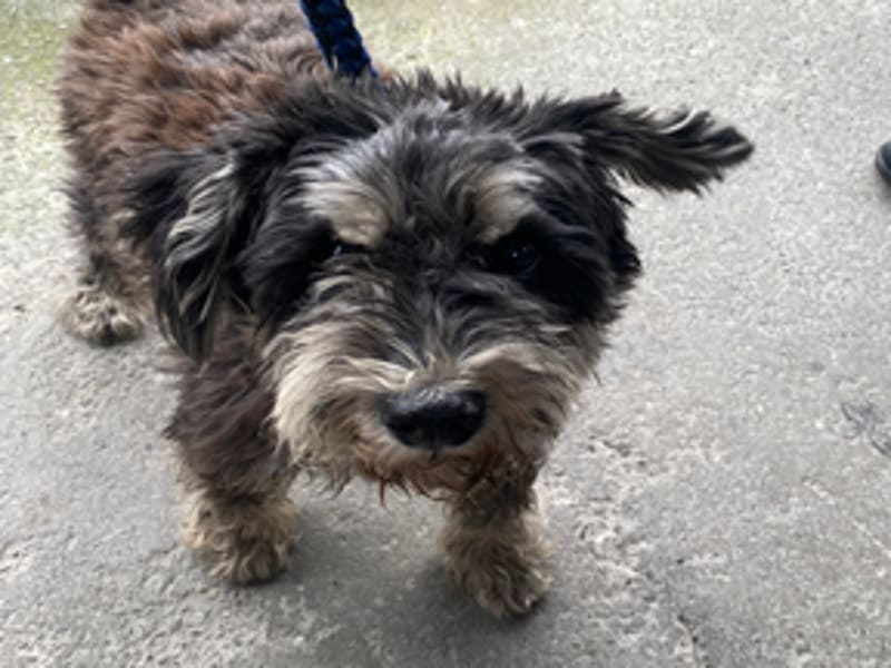 Schnauzer miniatura macho adulto (negro y gris), Pequeño, refugio n.º …0202. Más cerca de la cara.