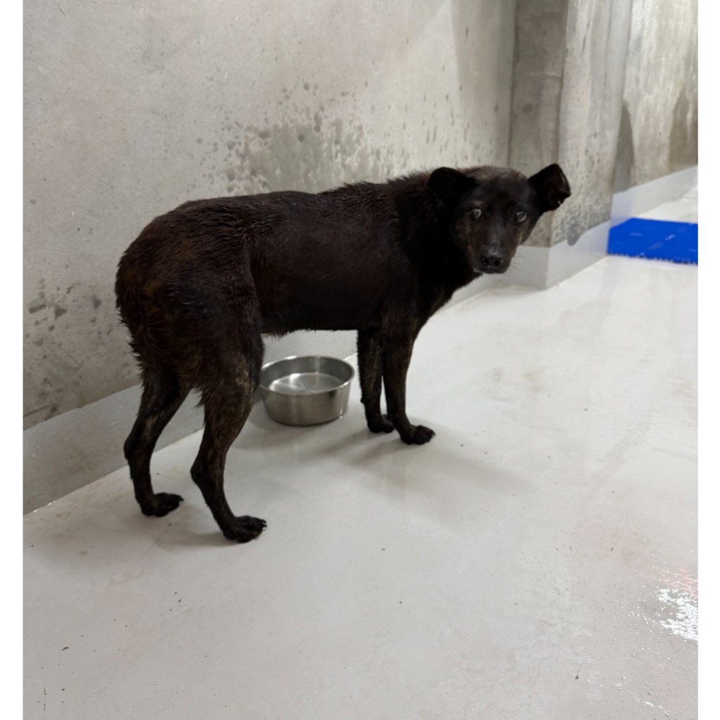 Black adult female mixed-breed dog, Large, shelter no. …1001. The whole animal.