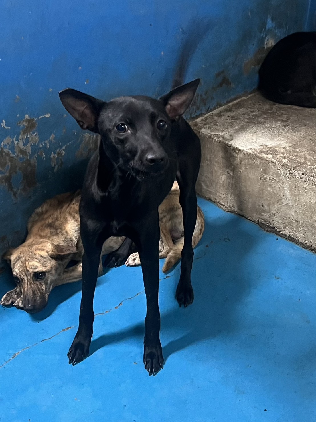 Perra mestiza hembra adulta (negro), Grande, refugio n.º …6012. Más cerca de la cara.