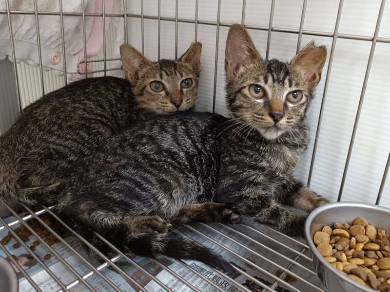 Tabby young male mixed-breed cat, Small, shelter no. …0703. The whole animal.