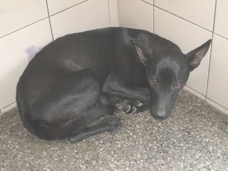 Perra mestiza hembra adulta (negro), Grande, refugio n.º …0801. Todo el animal.