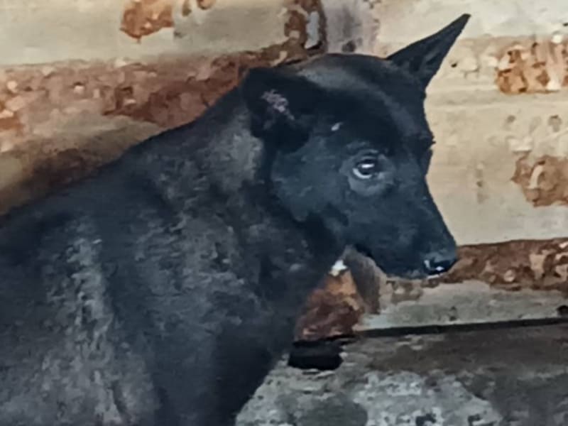 ミックス犬(オス・成犬・黒)、中型, 施設番号 …035D. 顔のアップです。