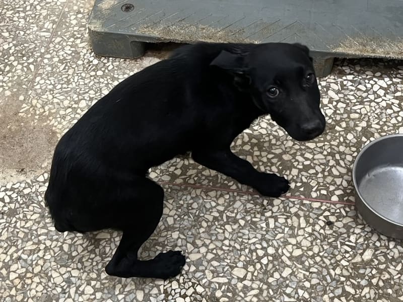 Perro mestizo macho joven (negro), Mediano, refugio n.º …9A23. Todo el animal.
