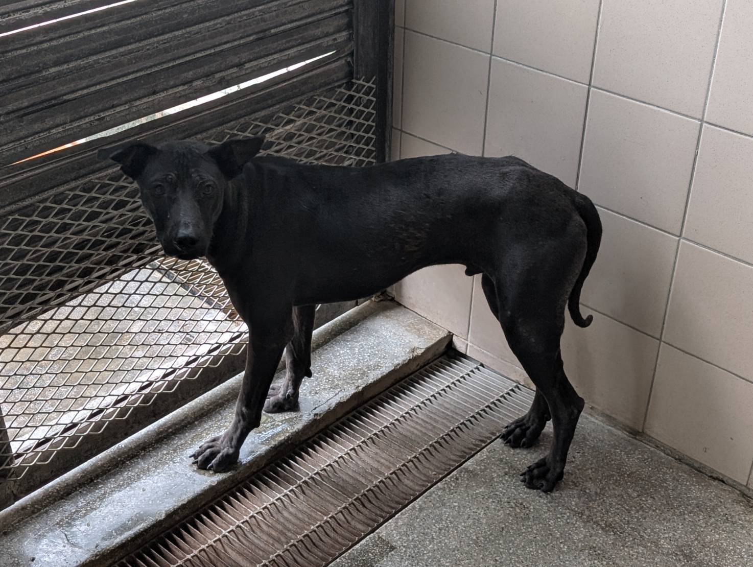Black adult male mixed-breed dog, Large, shelter no. …1202. Closer on the face.