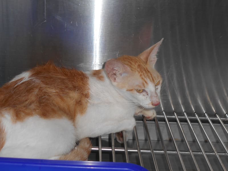 ミックス猫(オス・成猫・トラと白)、中型, 施設番号 …7017. 顔のアップです。