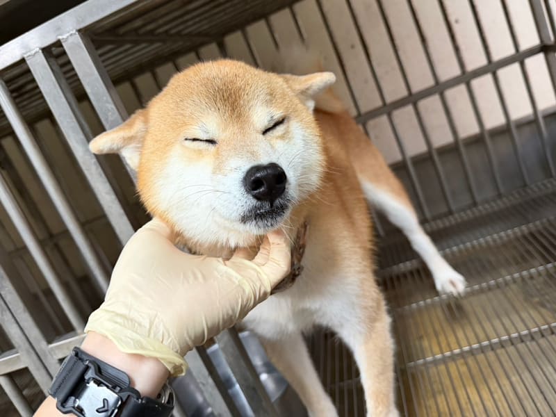 柴犬（オス・成犬・茶）、中型, 施設番号 …7004