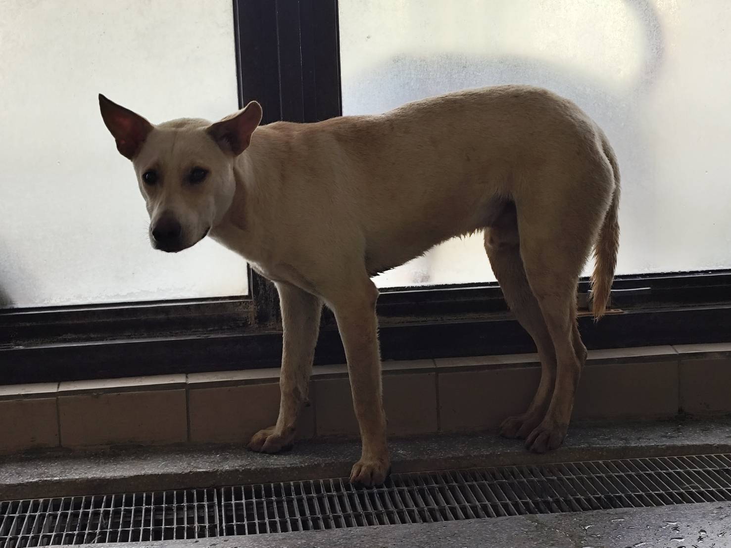 White adult male mixed-breed dog, Large, shelter no. …1002. The whole animal.