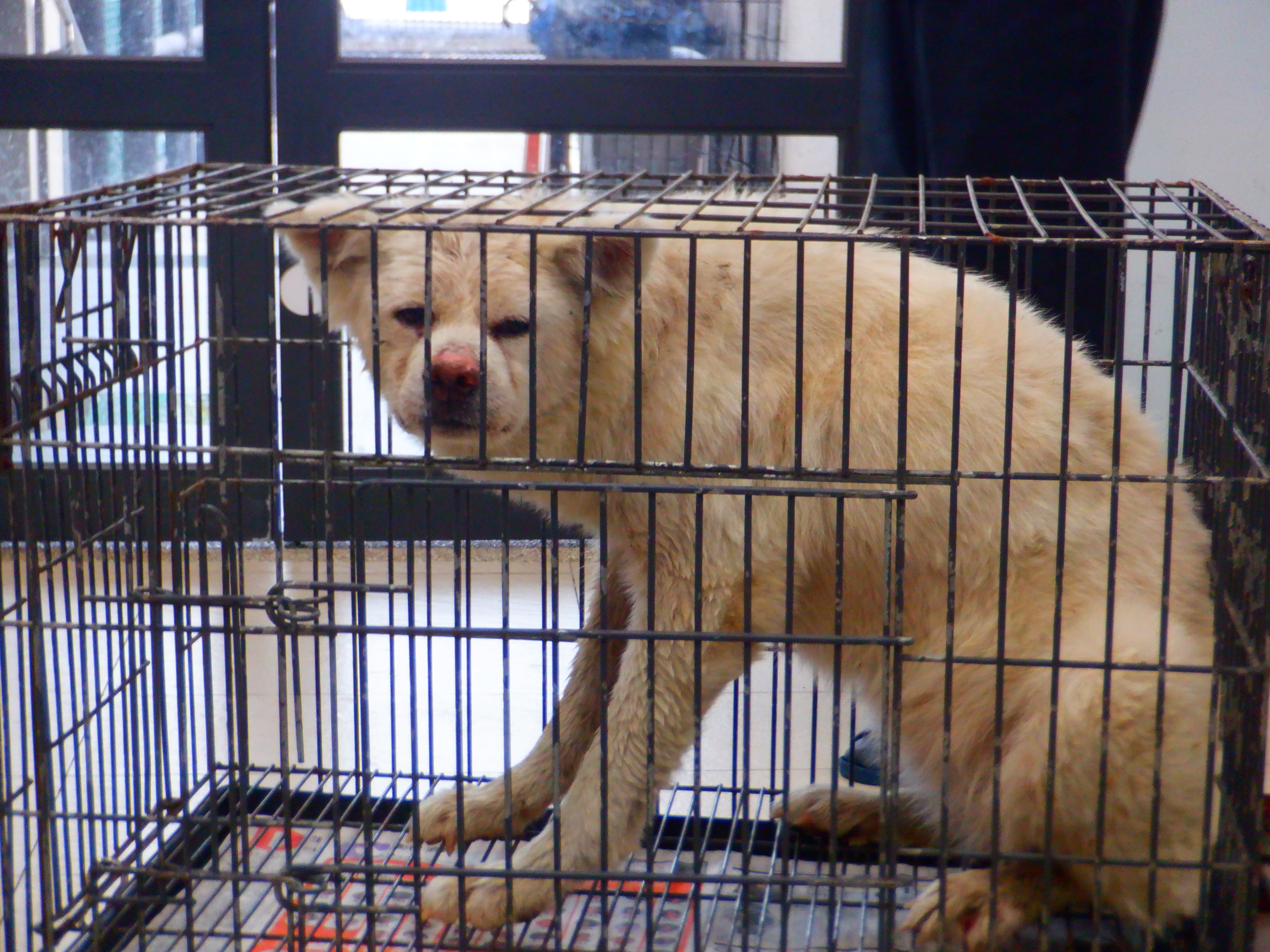 秋田犬(メス・成犬・白)、中型, 施設番号 …5020. 全身です。