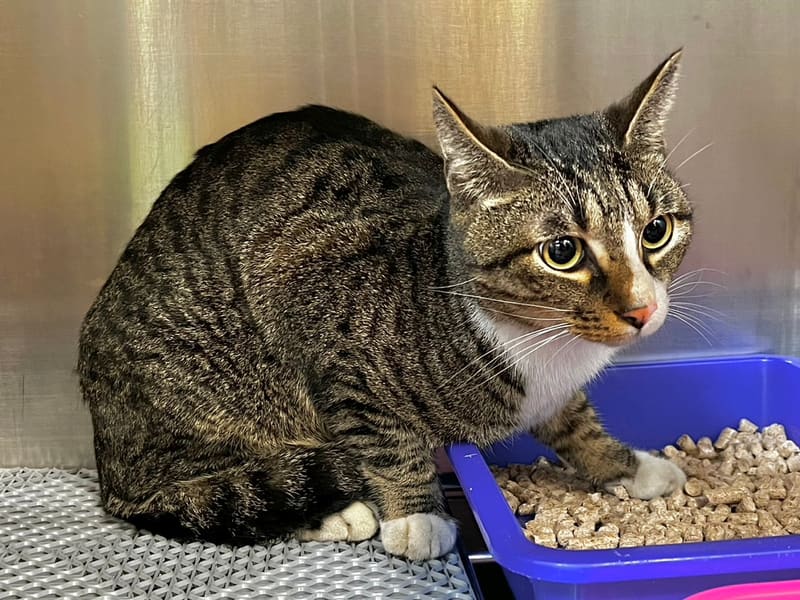 Tabby-and-white adult male mixed-breed cat, Medium, shelter no. …6009. The whole animal.