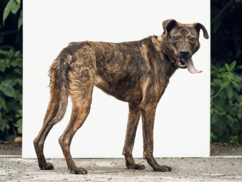 ミックス犬(メス・成犬・トラ)、中型, 施設番号 …0012. 全身です。