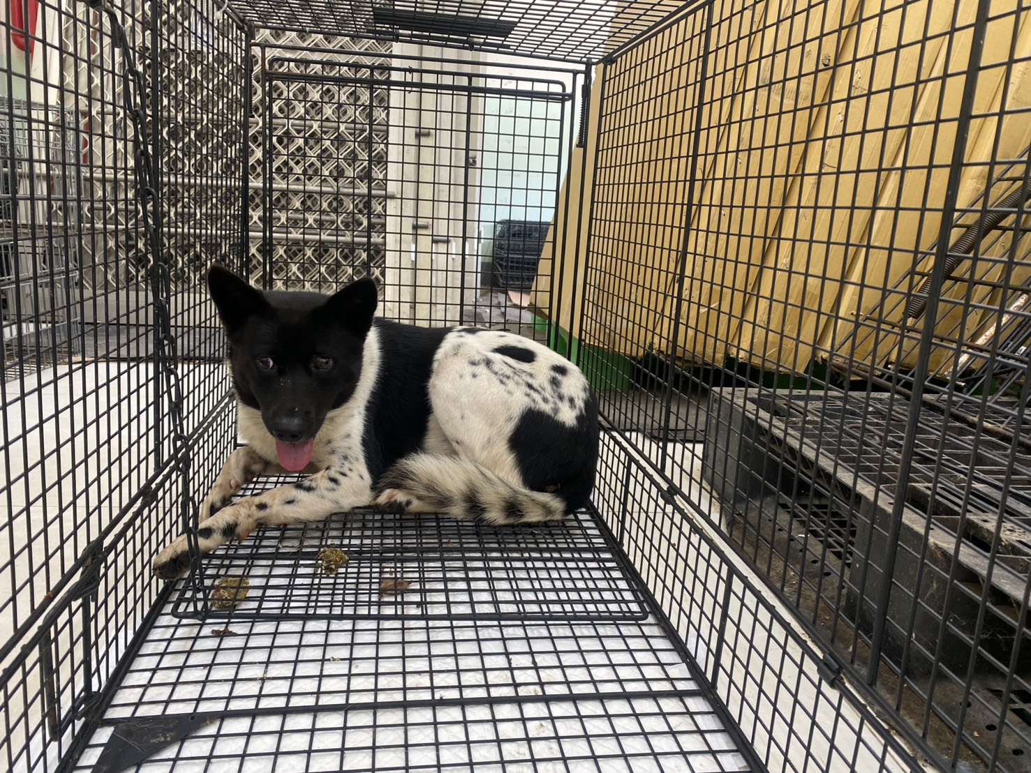 黑白色成年母混種犬,中型, 收容編號 …4D01. 臉部特寫。