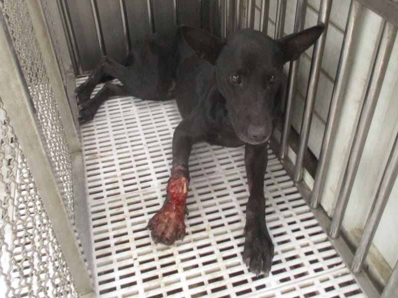 Perra mestiza hembra adulta (negro), Mediano, refugio n.º …1087. Todo el animal.