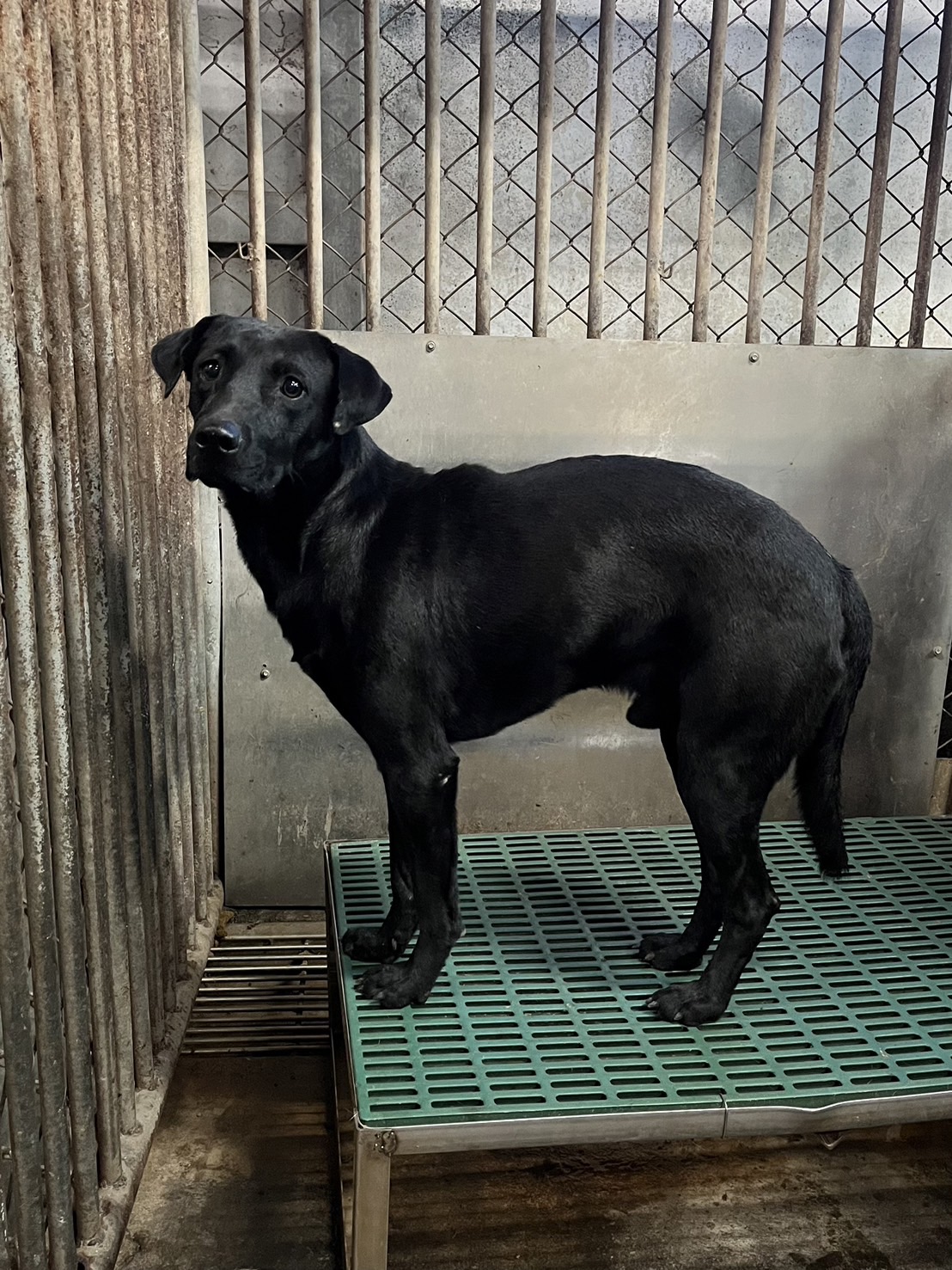黑色成年公混種犬,中型, 收容編號 …4004. 臉部特寫。