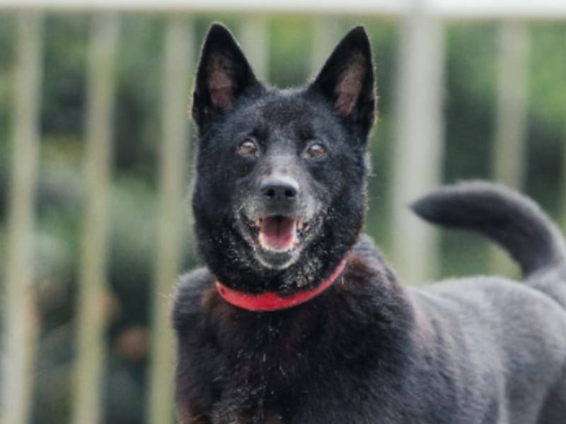 Perro mestizo macho adulto (negro), Mediano, refugio n.º …1002. Más cerca de la cara.