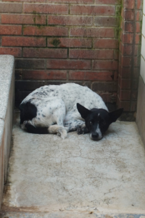 Chienne croisée femelle adulte (noir et blanc), Grand, refuge n° …2336. Tout l'animal.