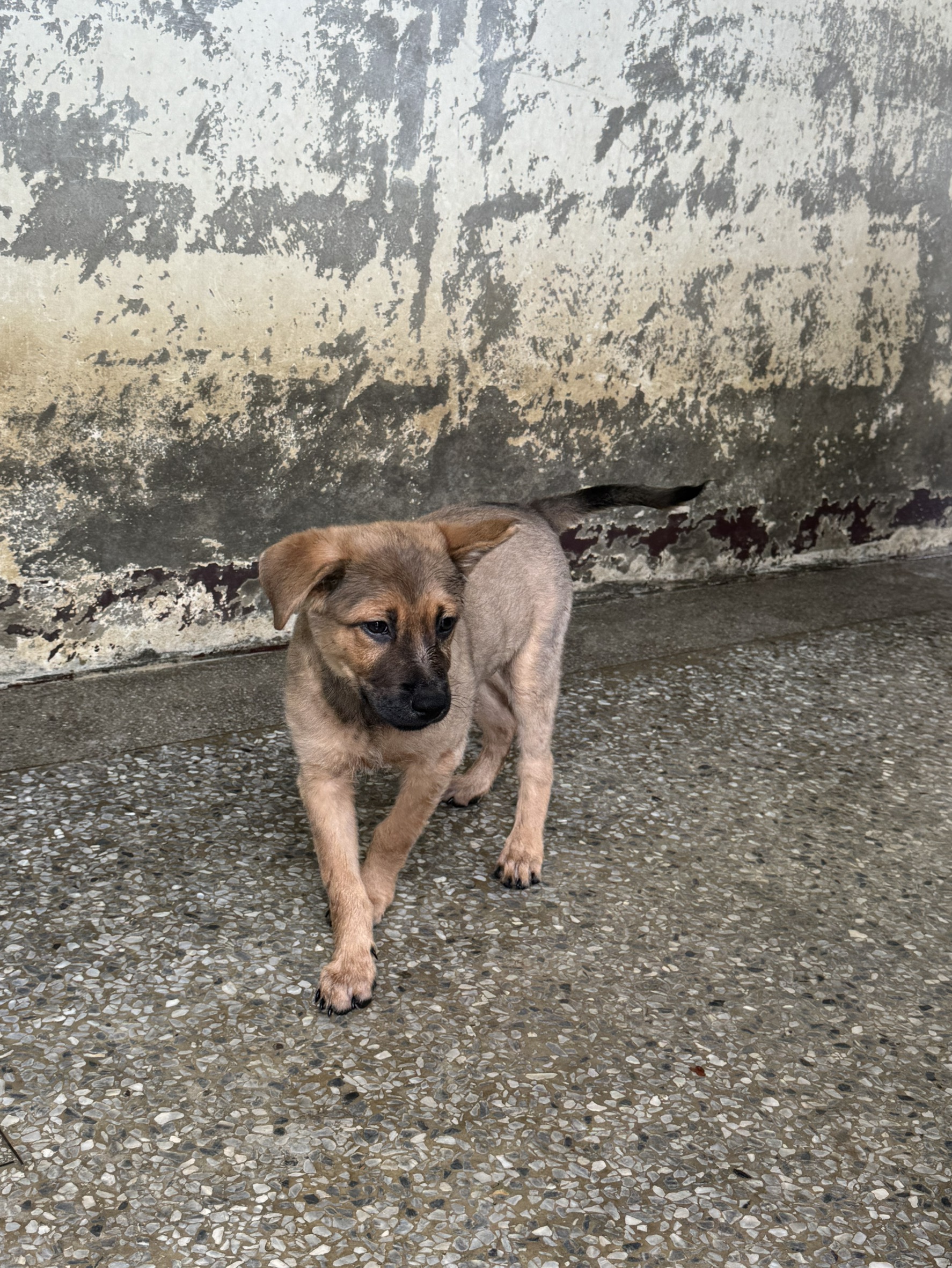 Perro mestizo macho joven (negro y marrón), Pequeño, refugio n.º …9003. Todo el animal.