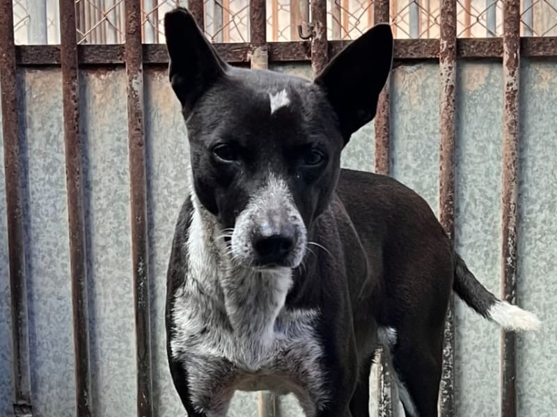 ミックス犬(メス・成犬・黒と白)、中型, 施設番号 …9001. 顔のアップです。