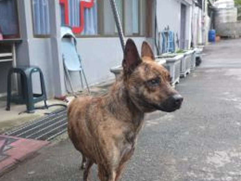 Perro mestizo macho adulto (atigrado), Mediano, refugio n.º …2801. Más cerca de la cara.