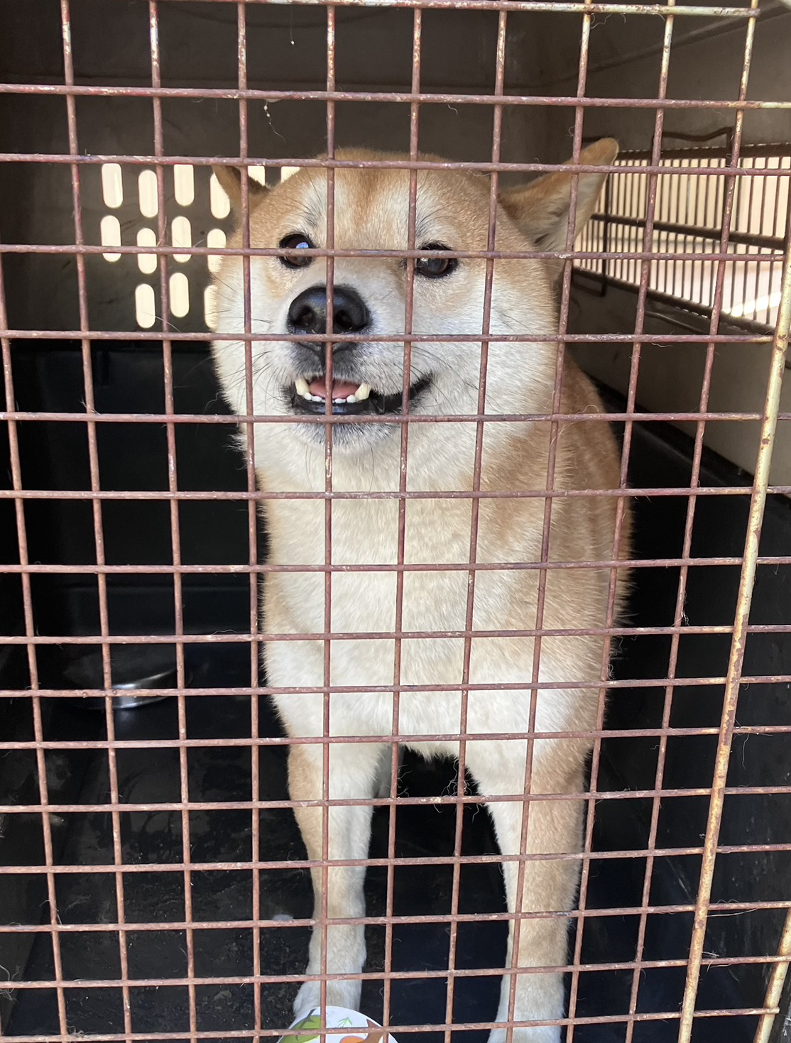 Tan adult male Shiba Inu, Medium, shelter no. …2001. Closer on the face.
