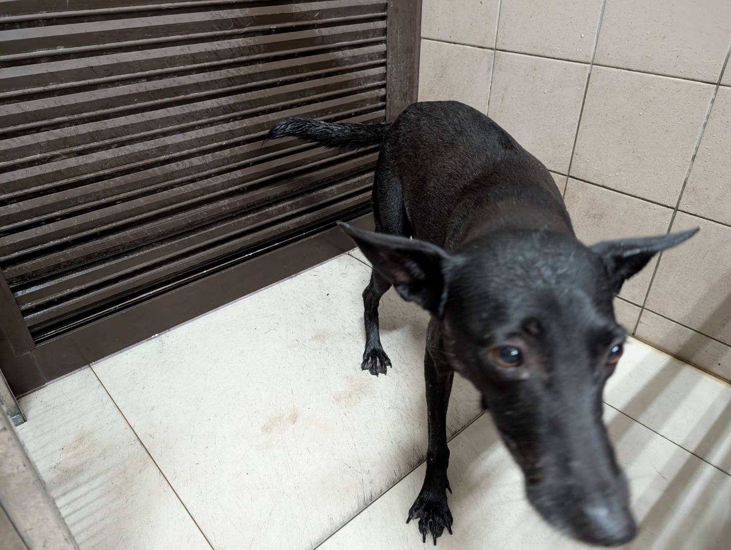 ミックス犬(メス・成犬・黒)、大型, 施設番号 …1104. 顔のアップです。