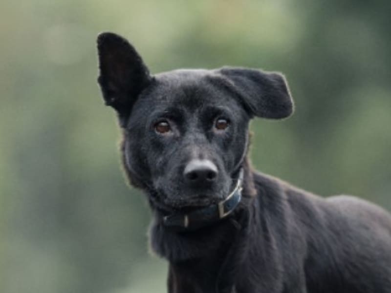 Perra mestiza hembra adulta (negro), Mediano, refugio n.º …5004. Más cerca de la cara.