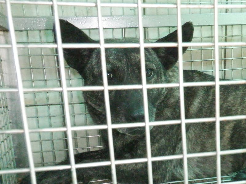 ミックス犬(メス・成犬・トラ)、中型, 施設番号 …7858. 顔のアップです。