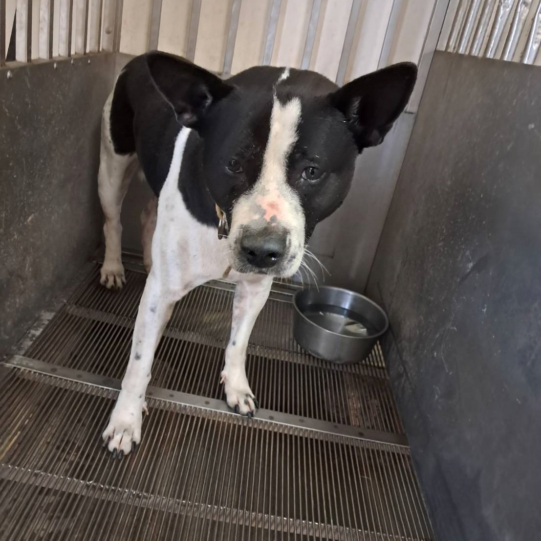 Black-and-white adult male mixed-breed dog, Medium, shelter no. …4002. Closer on the face.