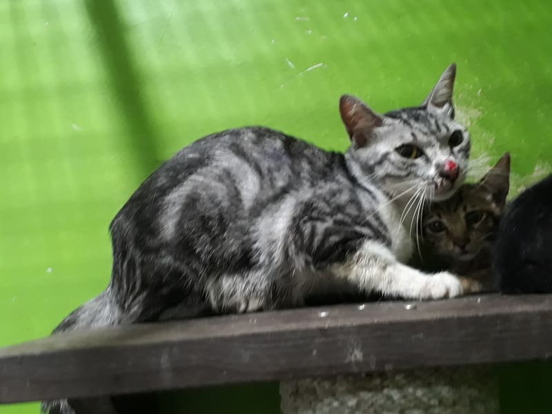 Chatte croisée femelle adulte (tigré), Moyen, refuge n° …C1-5. Tout l'animal.