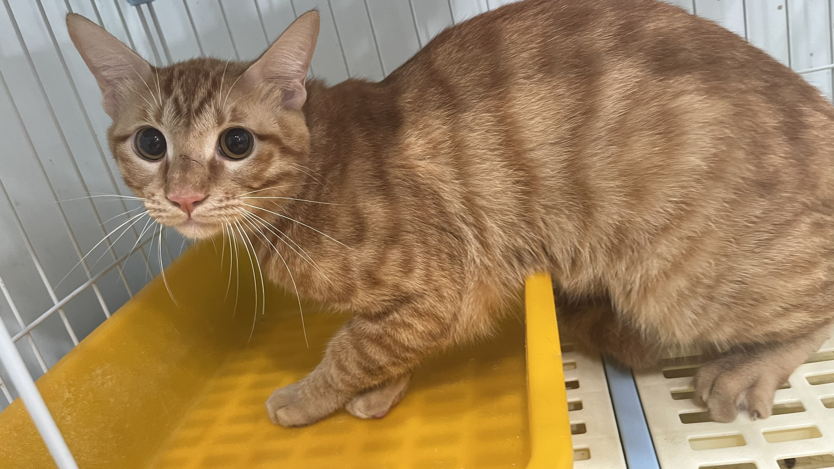ミックス猫(オス・成猫・茶とトラ)、中型, 施設番号 …6006. 全身です。