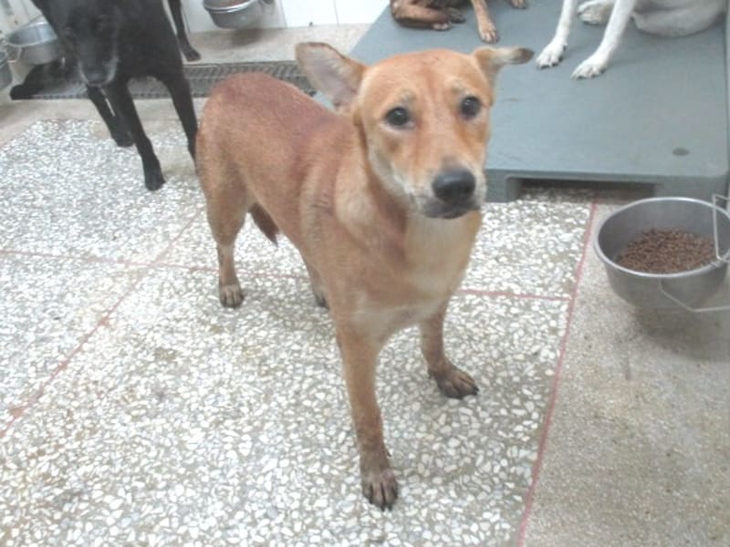 Chienne croisée femelle adulte (fauve), Grand, refuge n° …7A25. Tout l'animal.