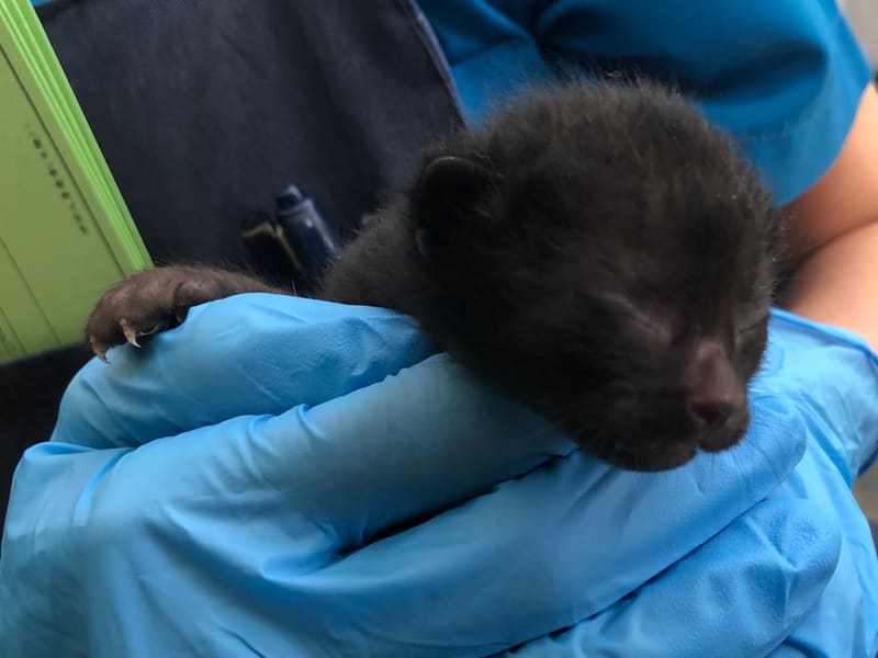 Gata mestiza hembra joven (negro), Pequeño, refugio n.º …1610. Más cerca de la cara.