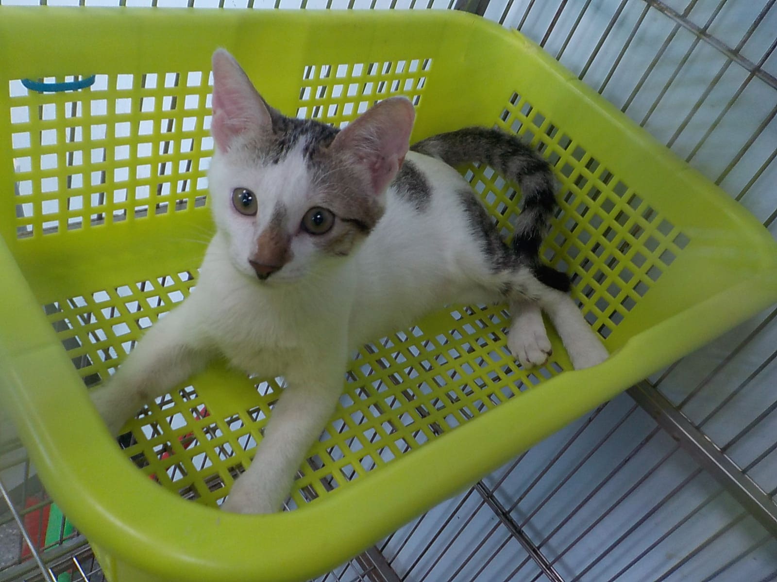 Tabby-and-white adult female mixed-breed cat, Small, shelter no. …05C2. Closer on the face.