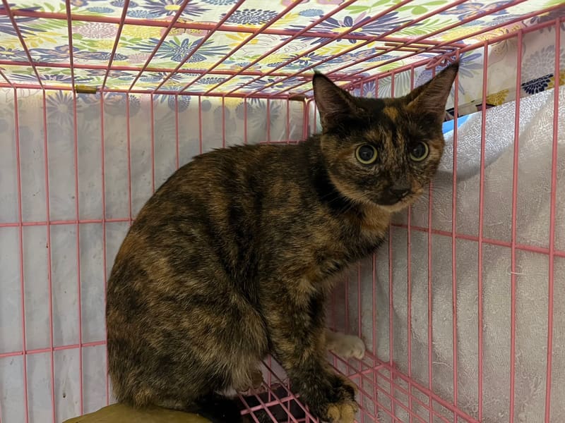 ミックス猫(メス・成猫・黒と茶)、中型, 施設番号 …1905. 全身です。