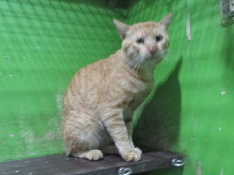 ミックス猫(オス・成猫・トラ)、大型, 施設番号 …C1-4. 全身です。