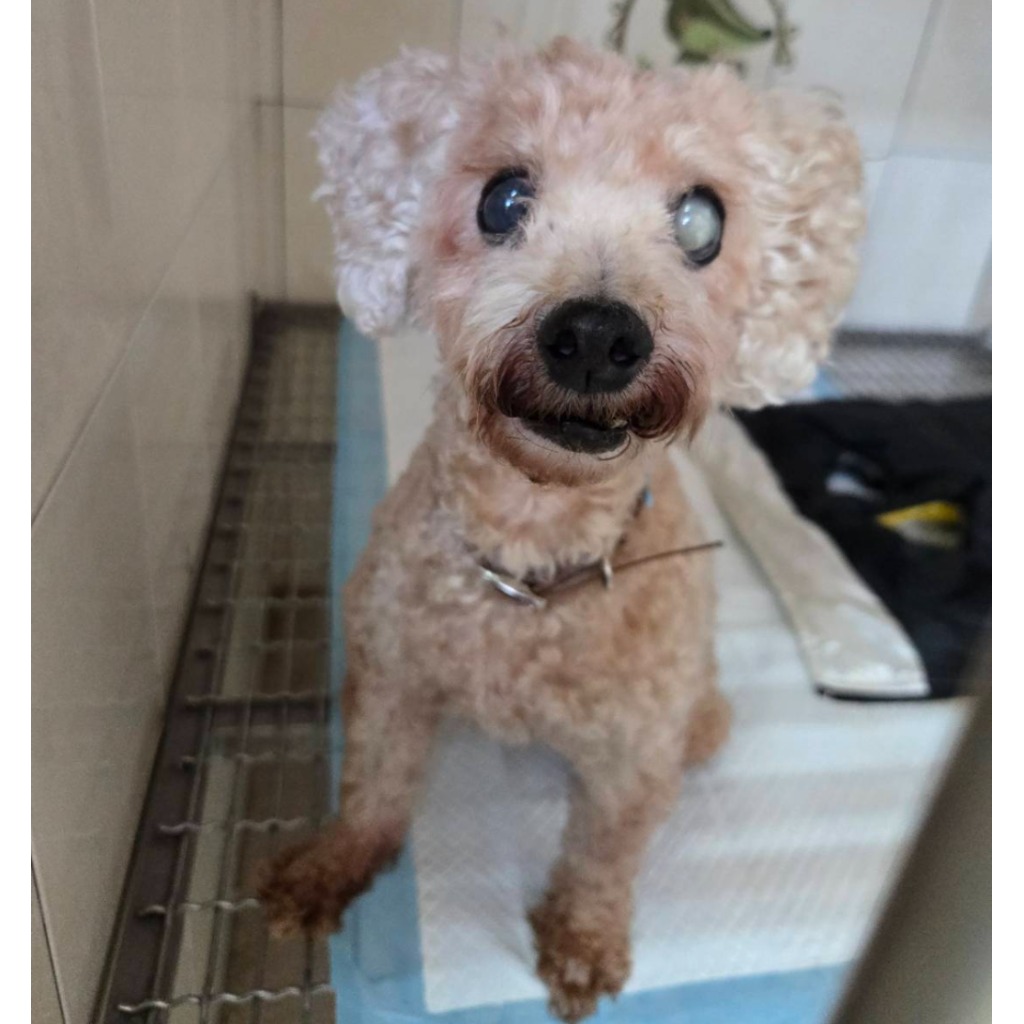 푸들 (암컷, 성견, 갈색), 소형, 보호소 번호 …8-11. 얼굴을 가까이서 본 모습이에요.