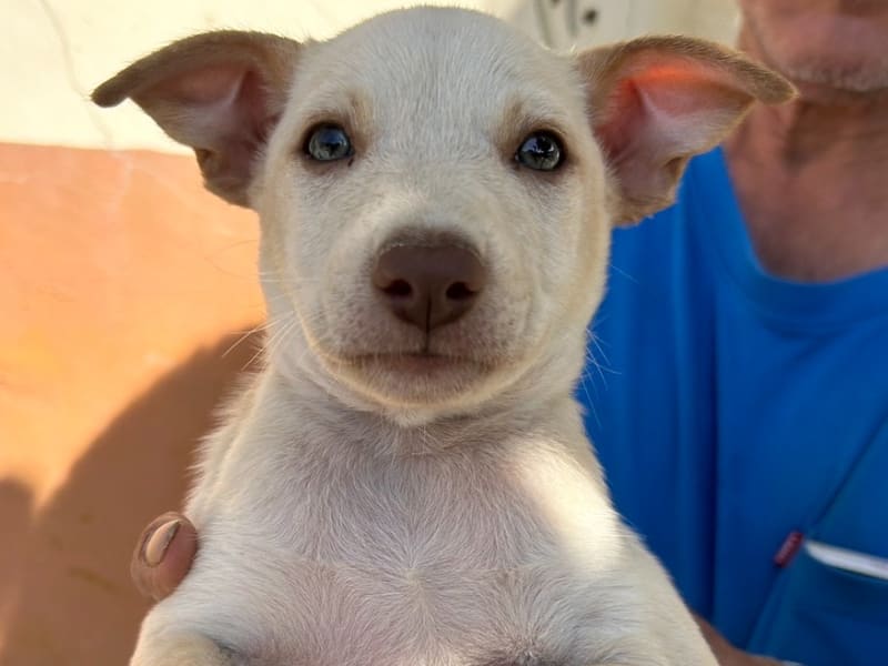 Chien croisé mâle adulte (fauve et blanc), Moyen, refuge n° …7040. Plus près du visage.