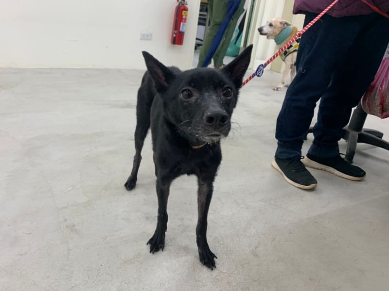 ミックス犬(メス・成犬・黒)、中型, 施設番号 …2901. 全身です。