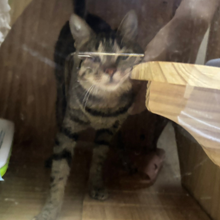 Chatte croisée femelle adulte (tigré), Petit, refuge n° …7002. Plus près du visage.