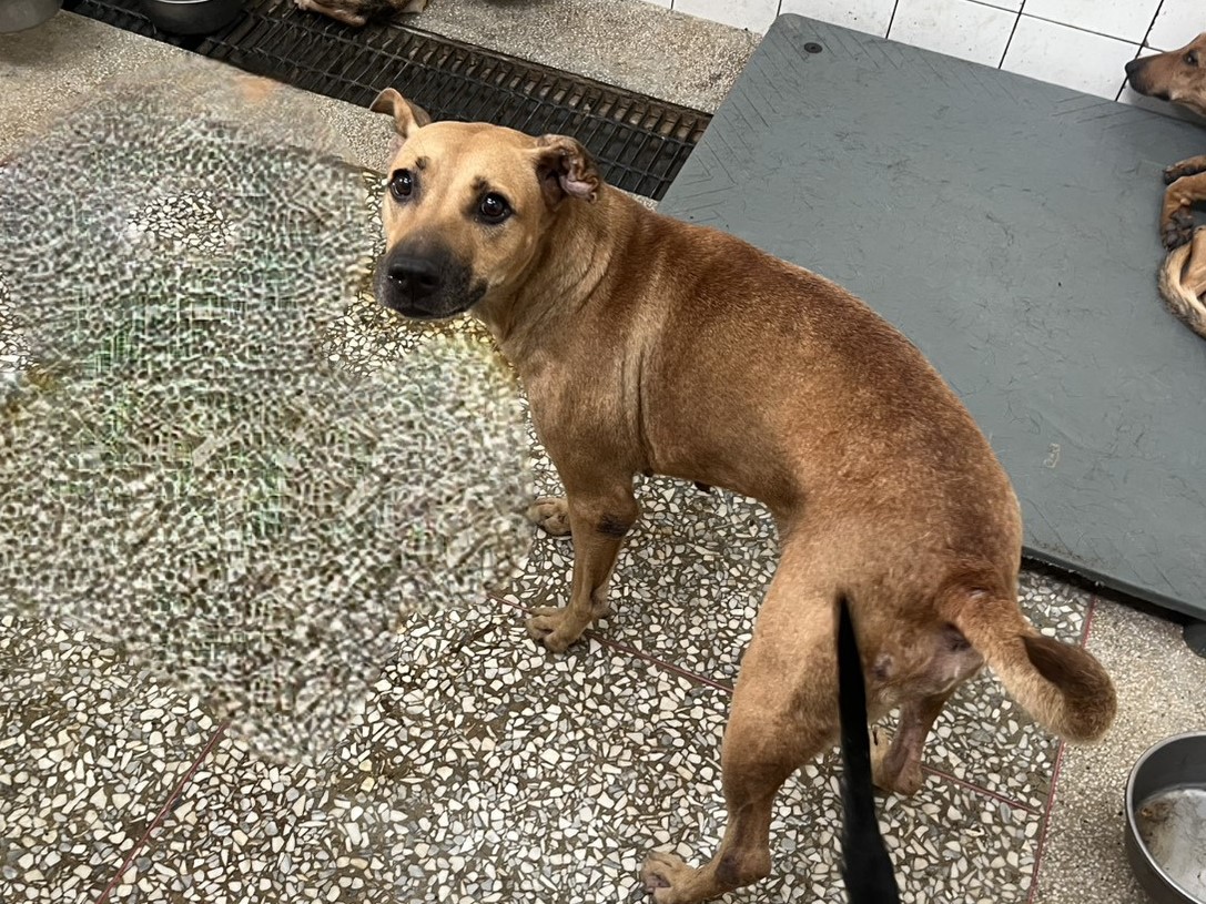 Chienne croisée femelle adulte (fauve), Grand, refuge n° …6A25. Plus près du visage.