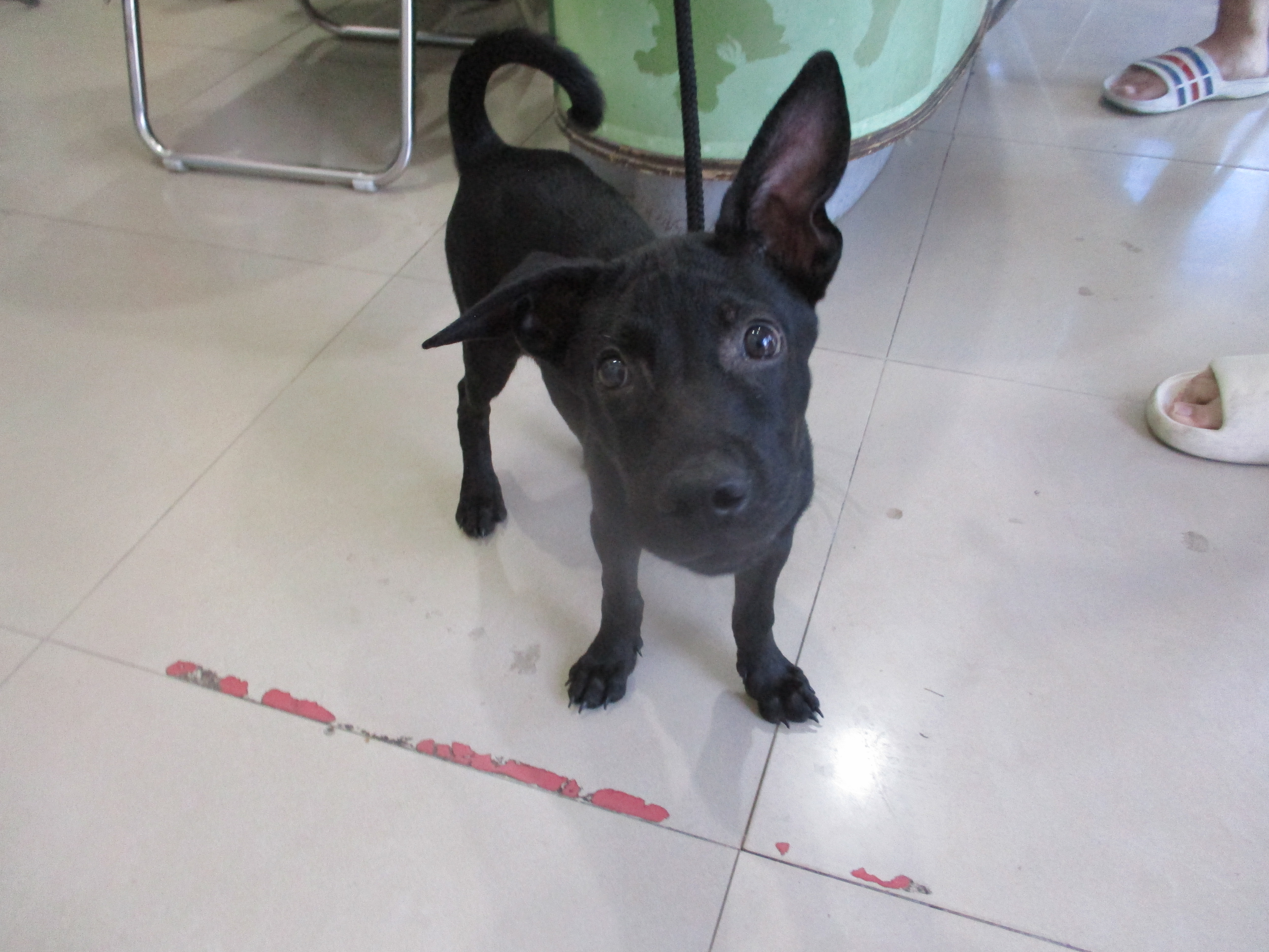 Chien croisé mâle jeune (noir), Petit, refuge n° …4B11
