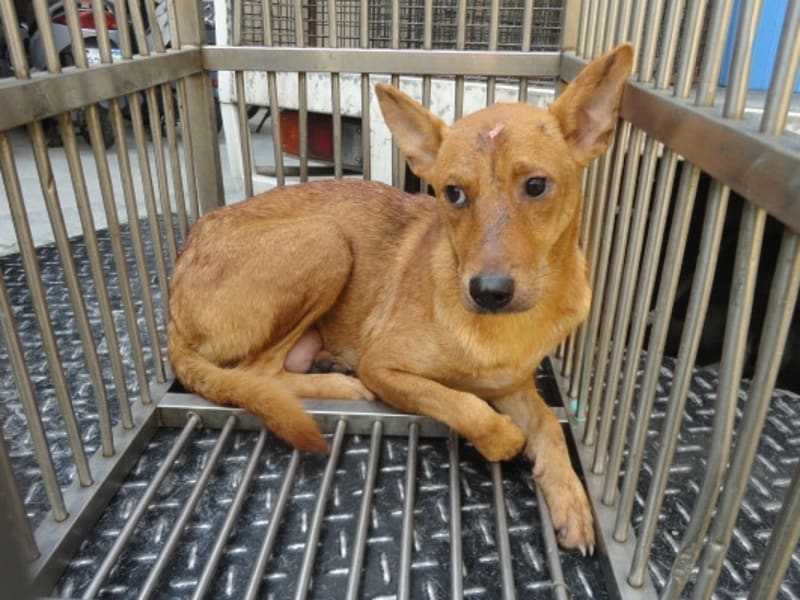 黄色成年母混种犬,中型, 收容编号 …2403. 完整的宠物。