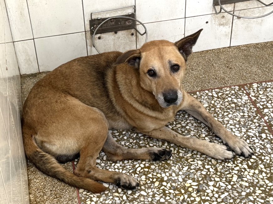 Perro mestizo macho adulto (canela), Grande, refugio n.º …1A24. Más cerca de la cara.