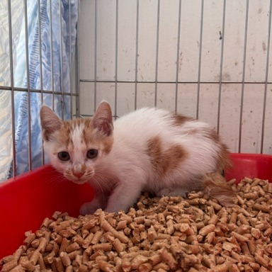 Pusang halo ang lahi (Bata, dilaw at puti), Maliit, blg. ng shelter …2003. Ang buong hayop.