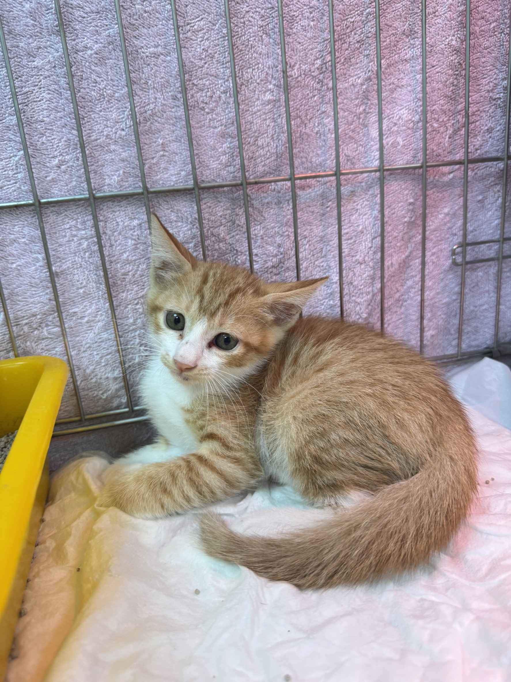 Pusang halo ang lahi (Lalaki, Bata, dilaw at may guhit), Maliit, blg. ng shelter …9001. Mas malapit sa mukha.