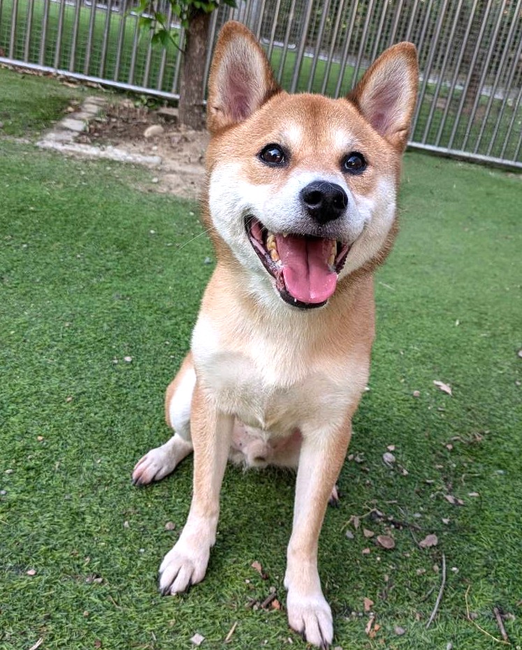 Tan-and-white adult male Shiba Inu, Medium, shelter no. …8004