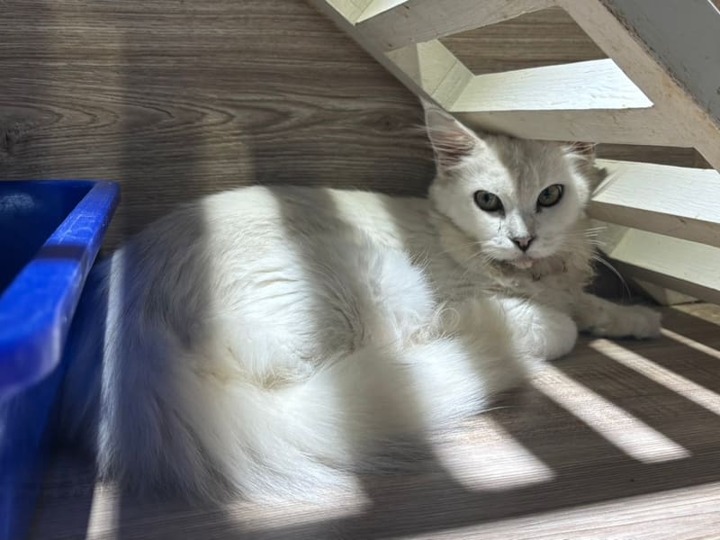 Mèo Maine Coon (Cái, Trưởng thành, trắng), Lớn, số trại …6010